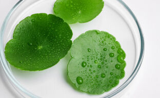 Centella Asiatica