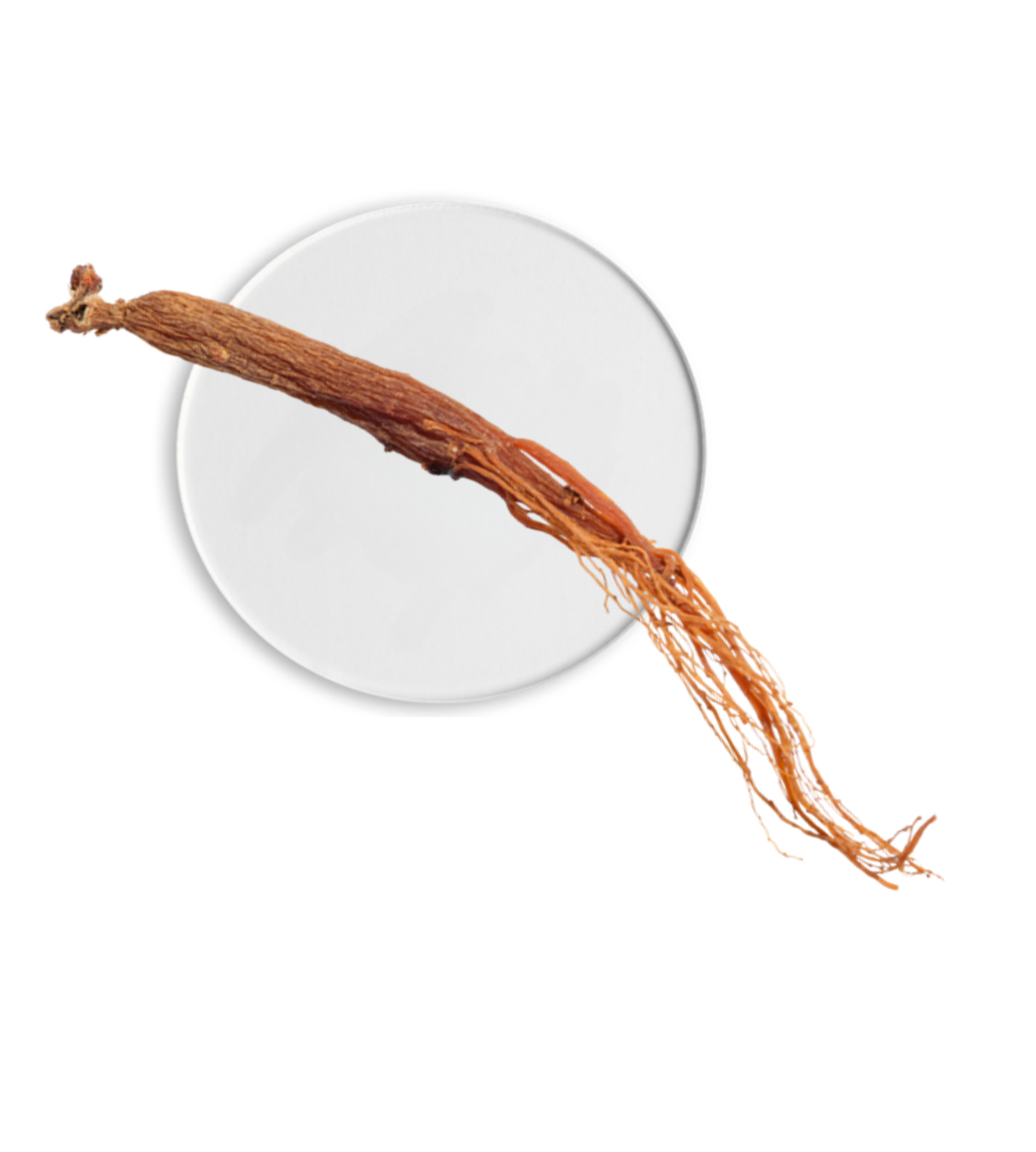 Complexe de Ginseng blanc cor&eacute;en